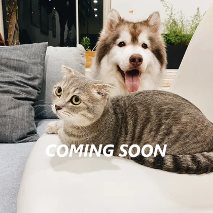 For Dog & Cat