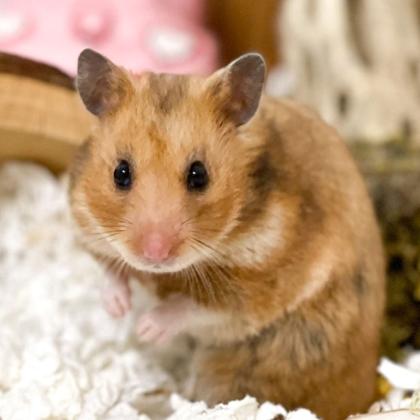 For Hamster
