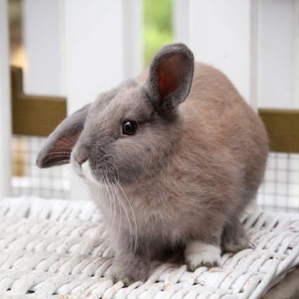 For Rabbit