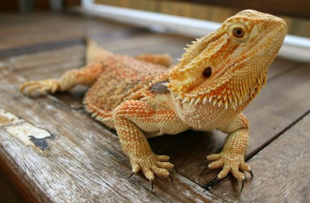 For Reptile